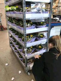 Niederländische Laufkatze transportierend, legt dänischen Blumen-Topf-Wagen-Garten-Center-Präsentationsständer beiseite