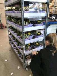 100kg/Shelf beschichtete galvanisierte dänische Blumen-Laufkatze