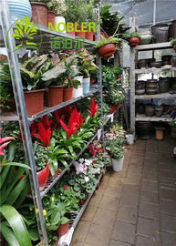 Pp. drehen galvanisierte Garten-Center-niederländische Blumen-Laufkatze