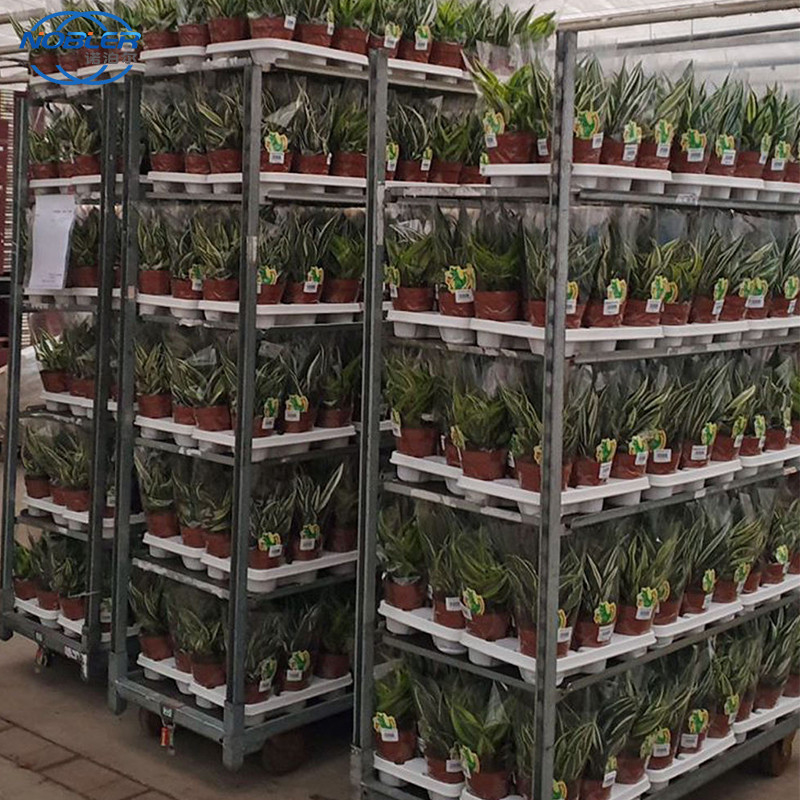 Dänische Laufkatzen-Blumen-Handlaufkatzen-benutzen Plastikregal-Supermarkt-Exklusives kundengebundene Laufkatzen